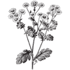 Feverfew Extract (Clinical-Grade)